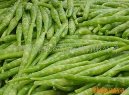 根菜类蔬菜精选清单——第51页